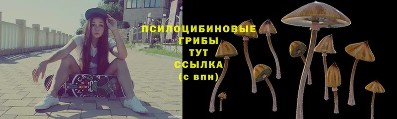 Псилоцибиновые грибы Psilocybe  Галич 